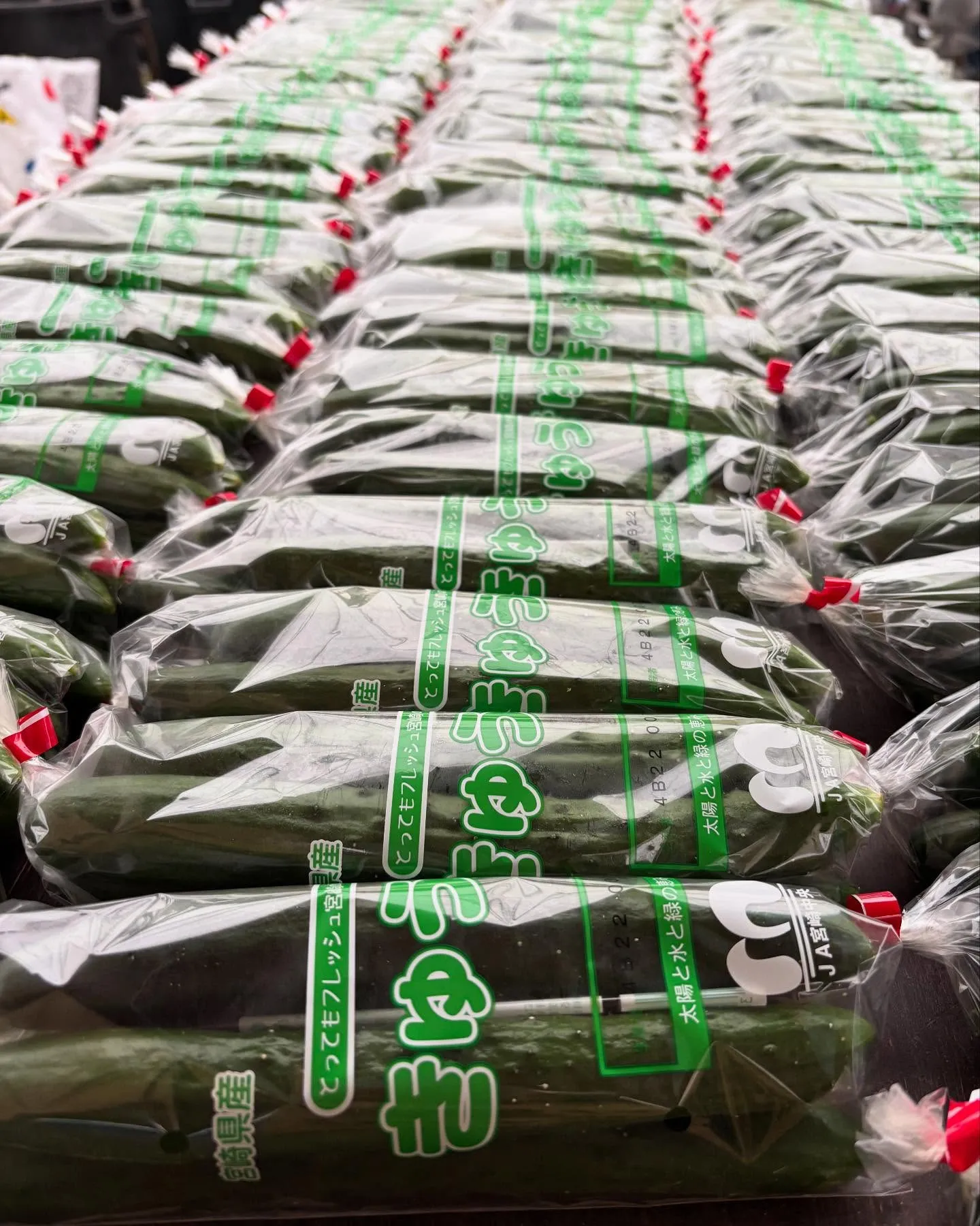 きゅうり袋詰め