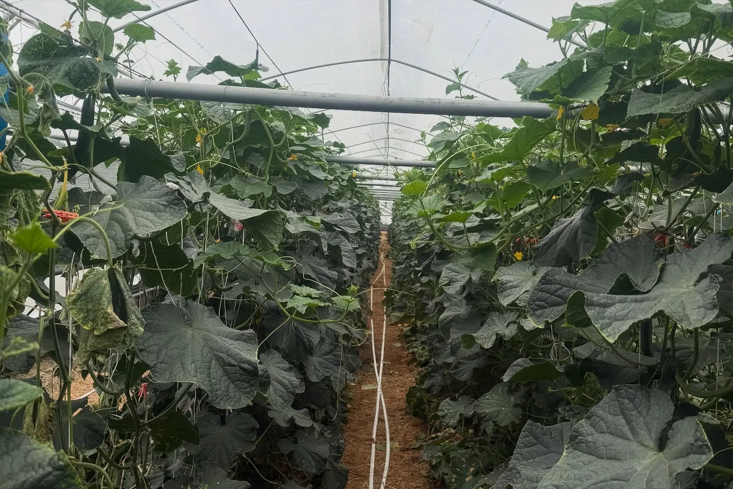 25～28日まで息子の高校総体を楽しんできました😊ついでに2...