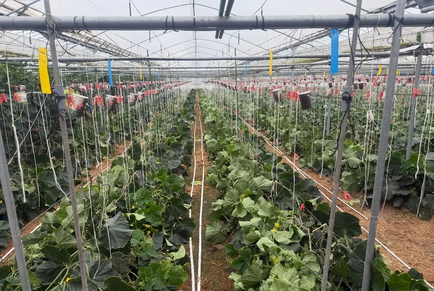 25～28日まで息子の高校総体を楽しんできました😊ついでに2...