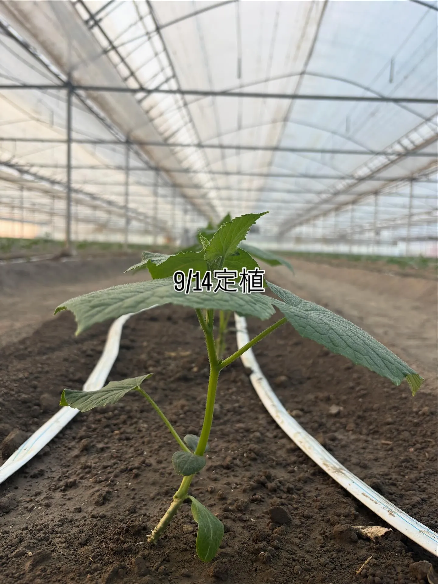 きゅうりの苗を植えました🌱(9/14)