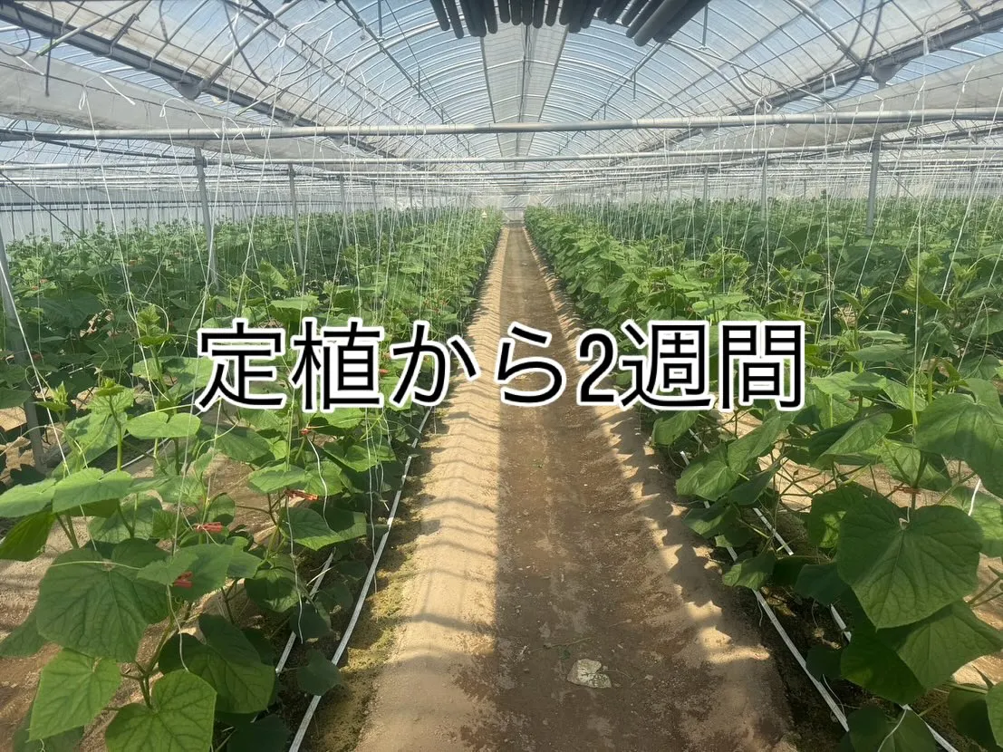 定植して2週間たちました🥒