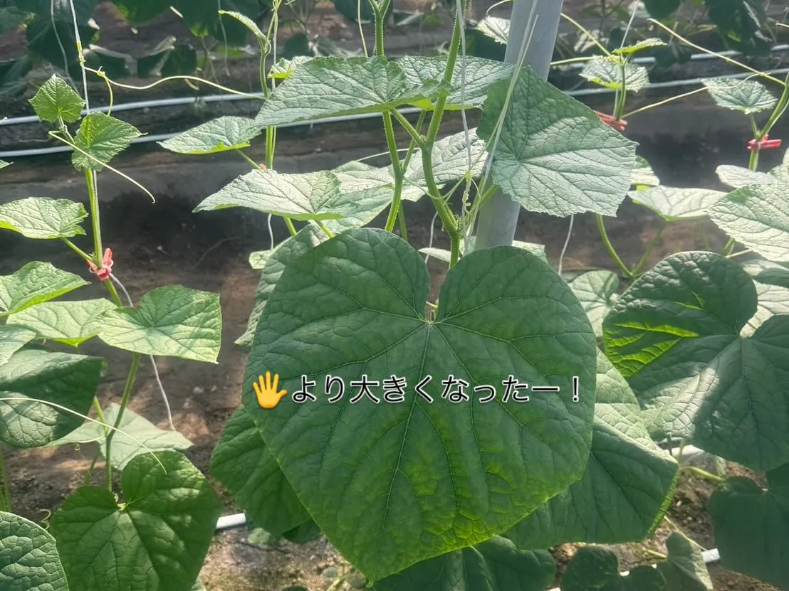 定植して2週間たちました🥒