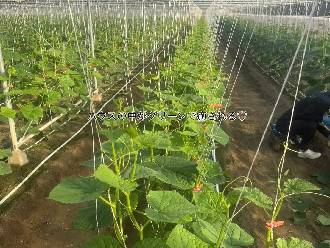 定植して2週間たちました🥒