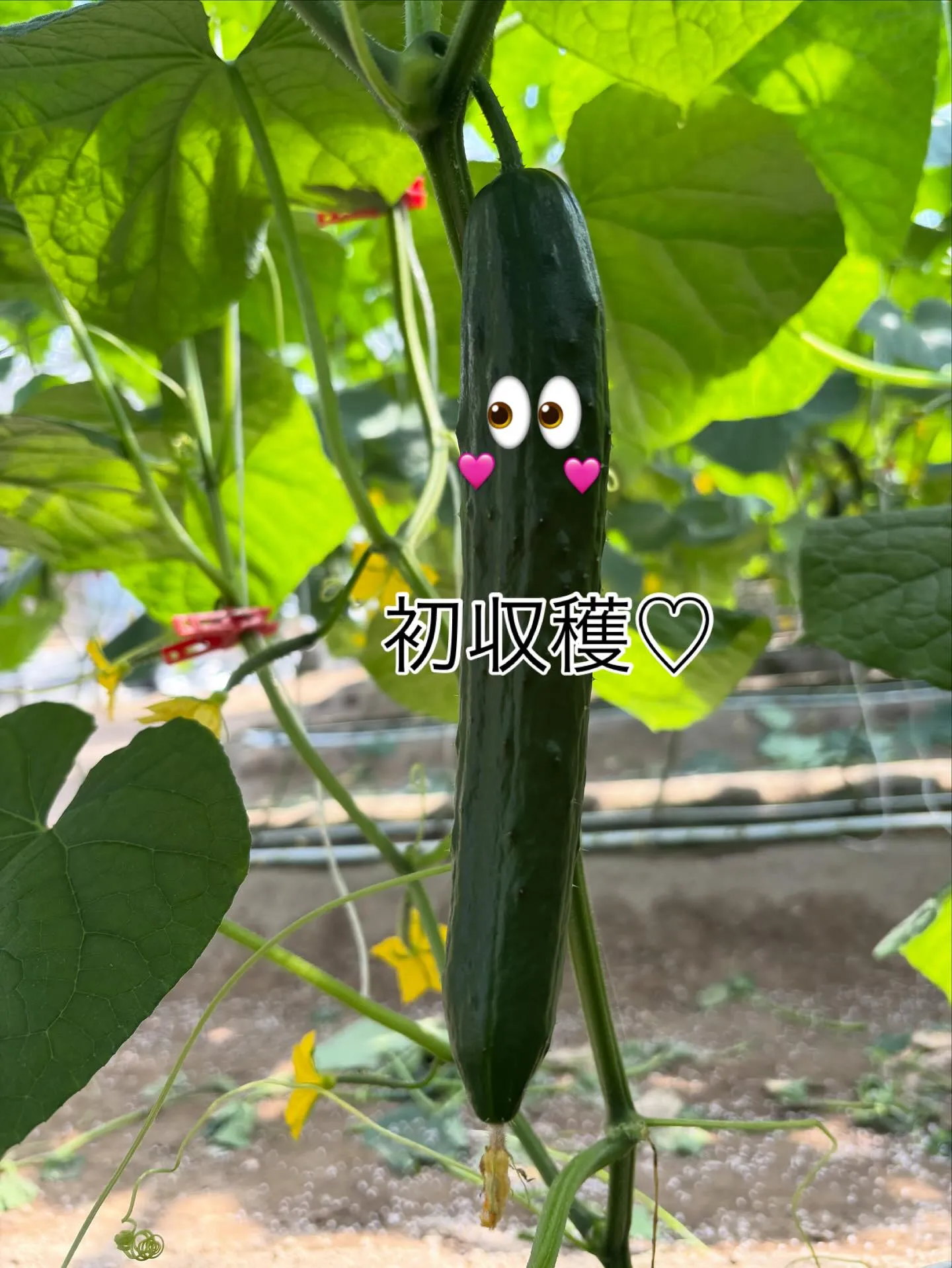 本日初収穫でした🥒
