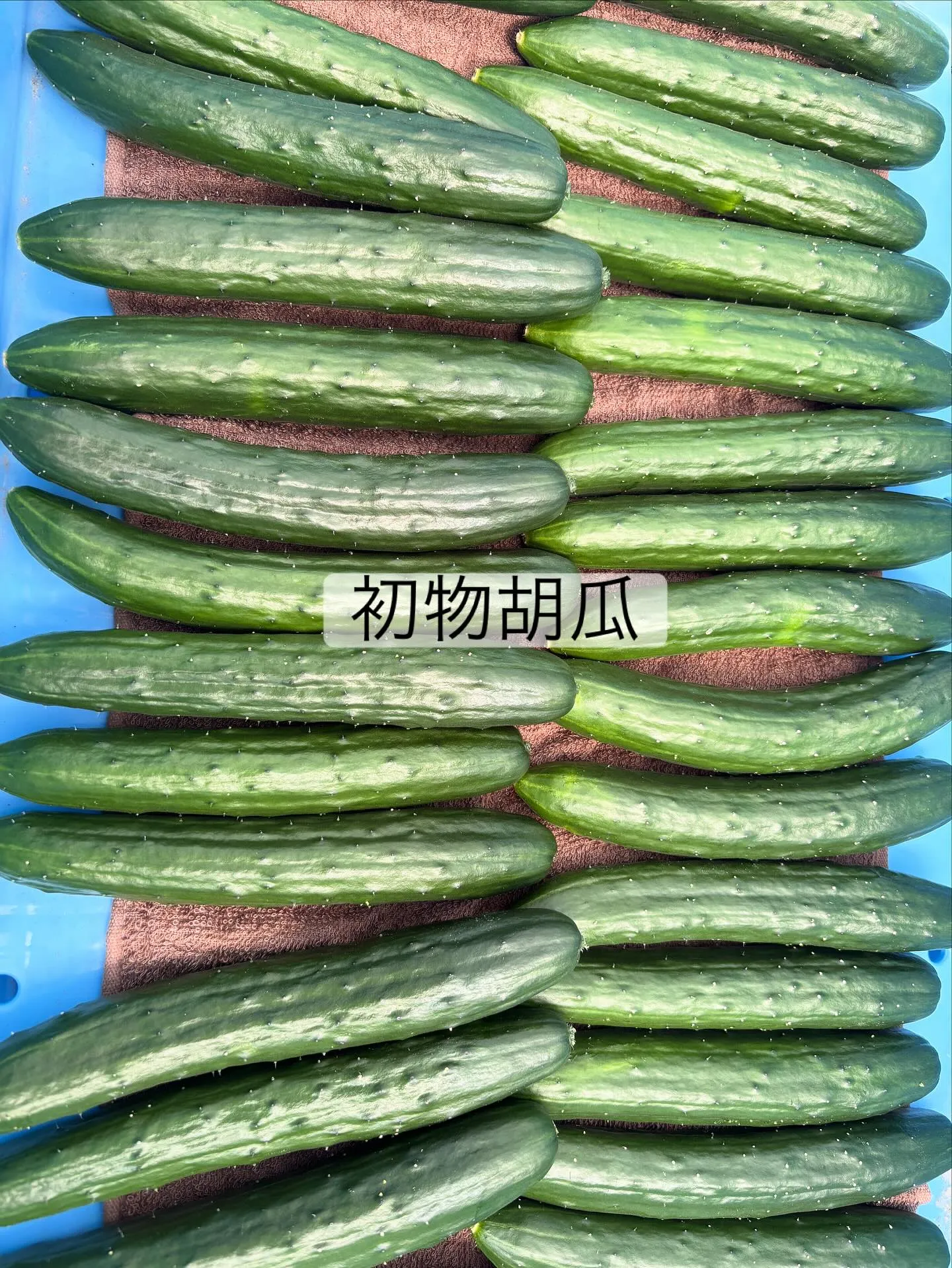 本日初収穫でした🥒