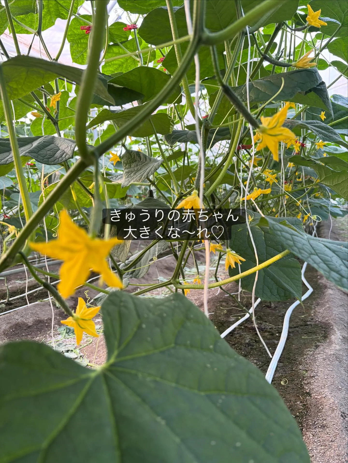 本日初収穫でした🥒