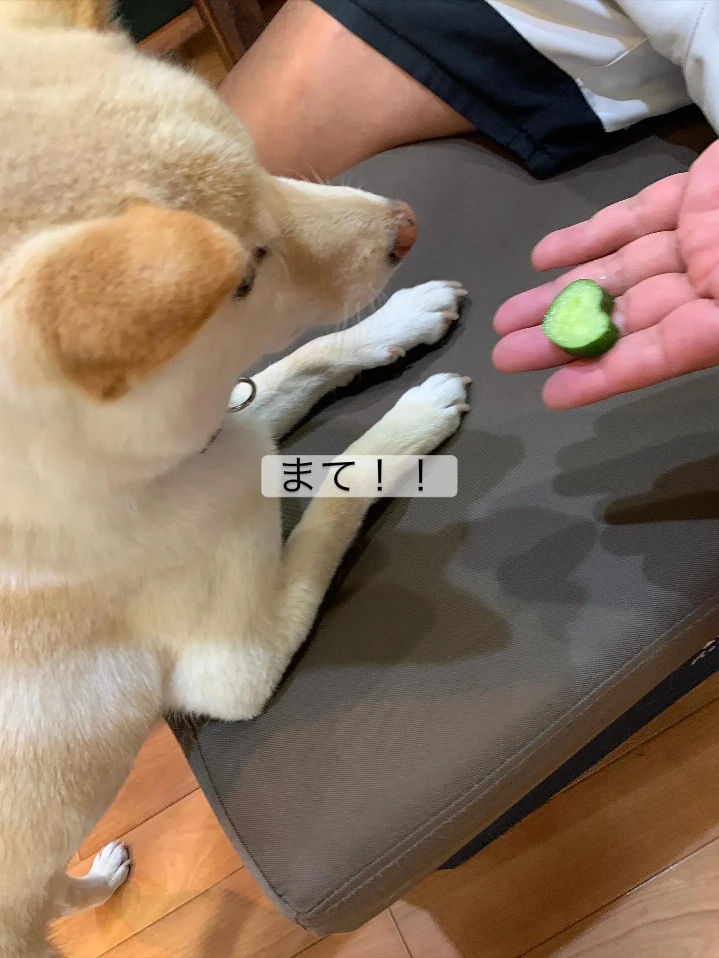 きゅうり大好き愛犬のさくちゃん🐕♡