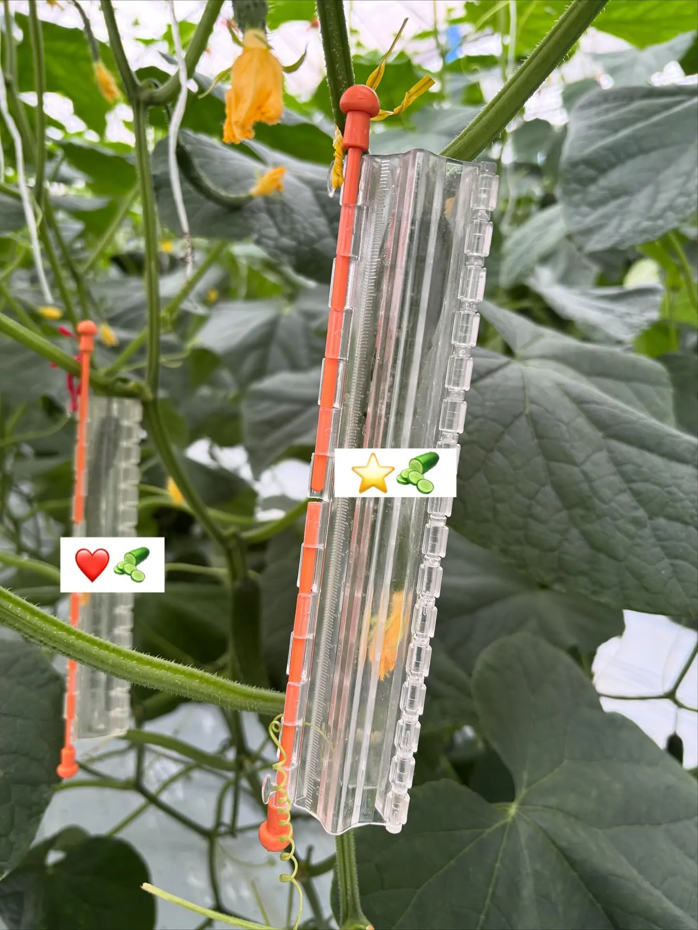 きゅうり大好き愛犬のさくちゃん🐕♡