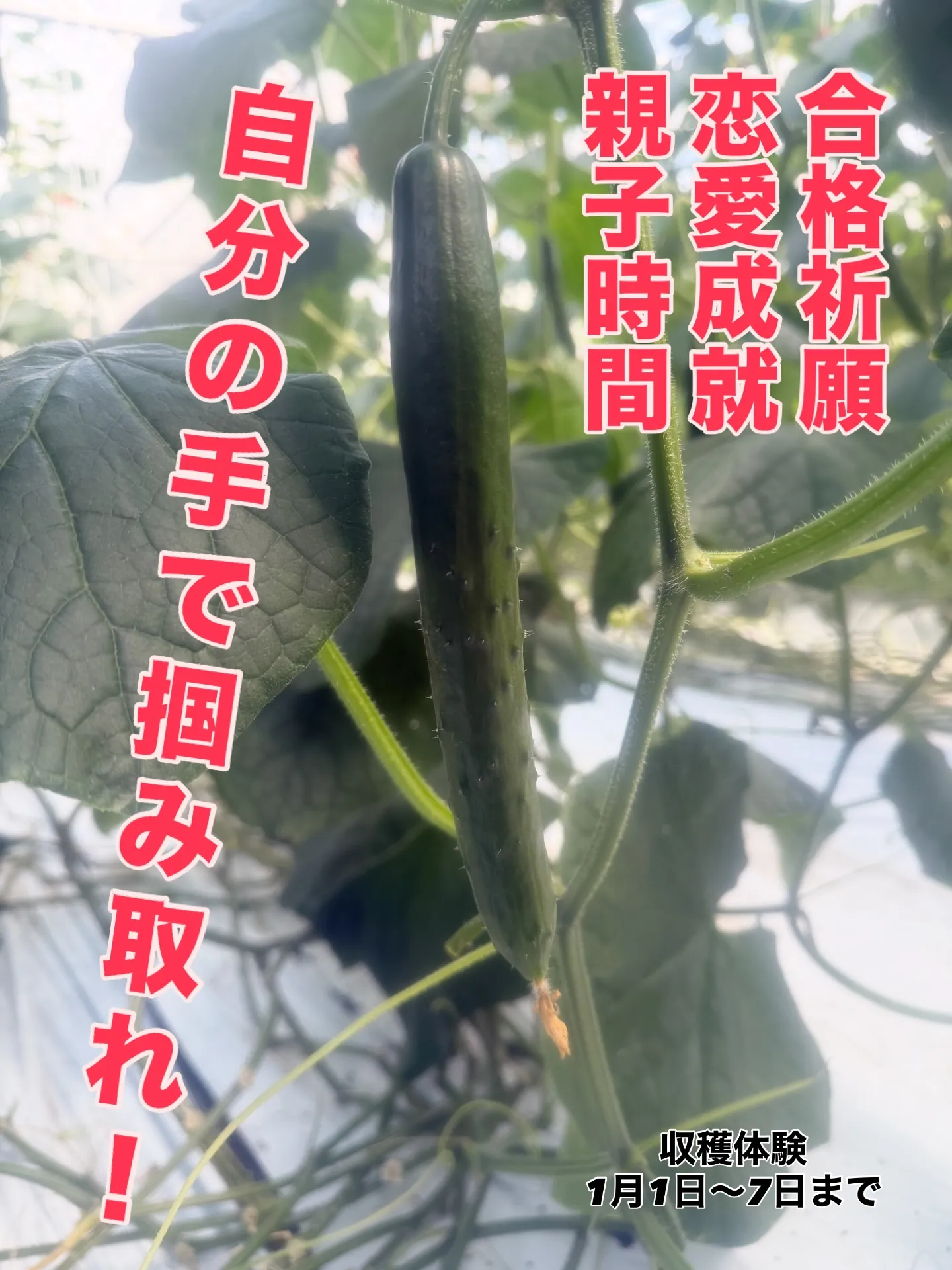 きゅうりハウス収穫体験の案内です💁‍♂️