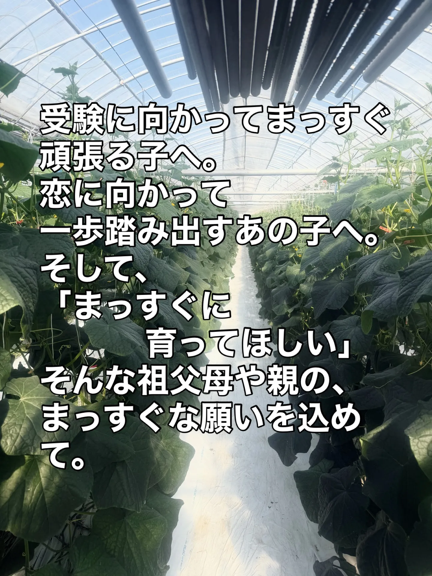 きゅうりハウス収穫体験の案内です💁‍♂️