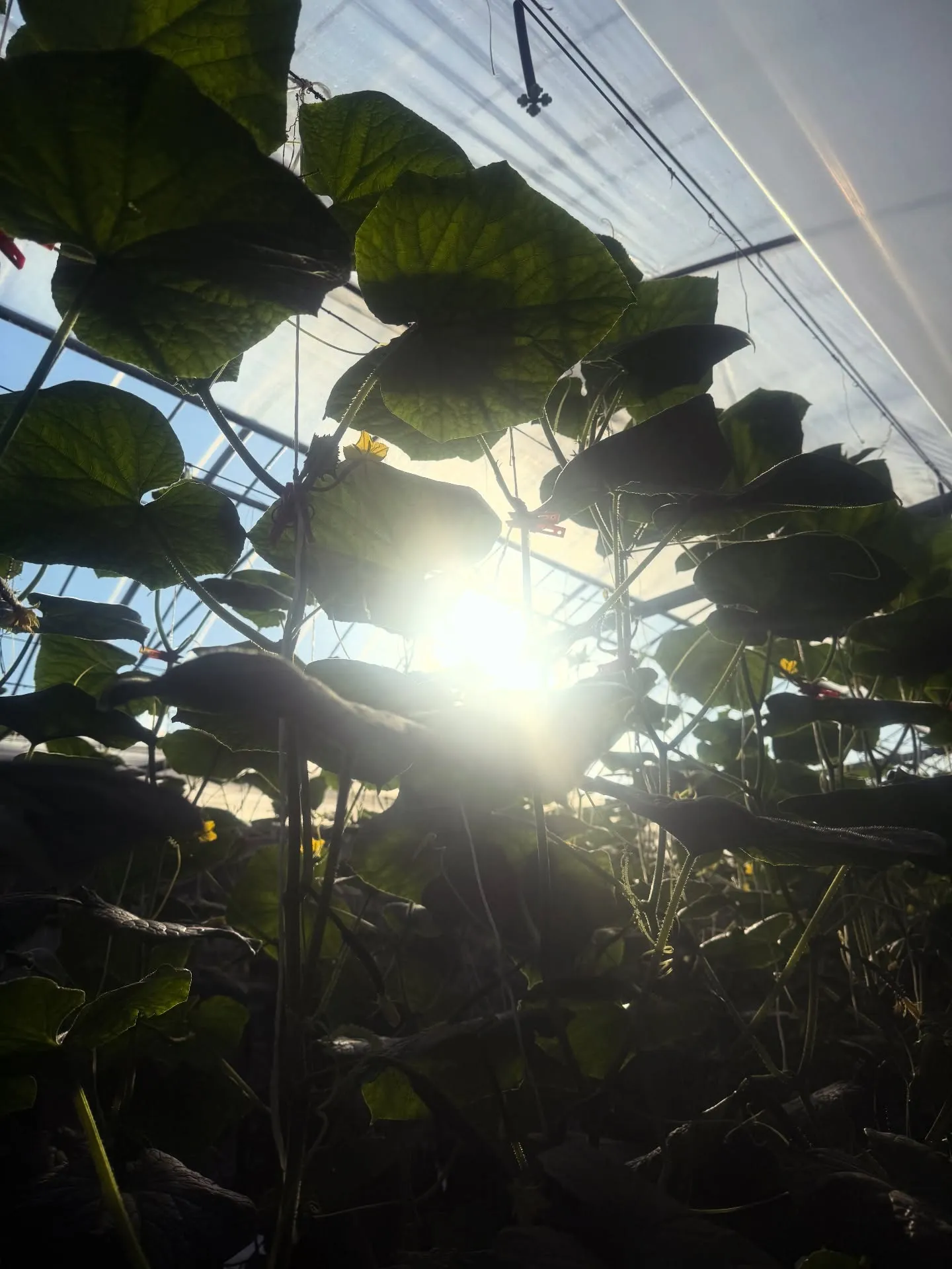 2026年 明けましておめでとうございます┏○ﾍﾟｺｯ