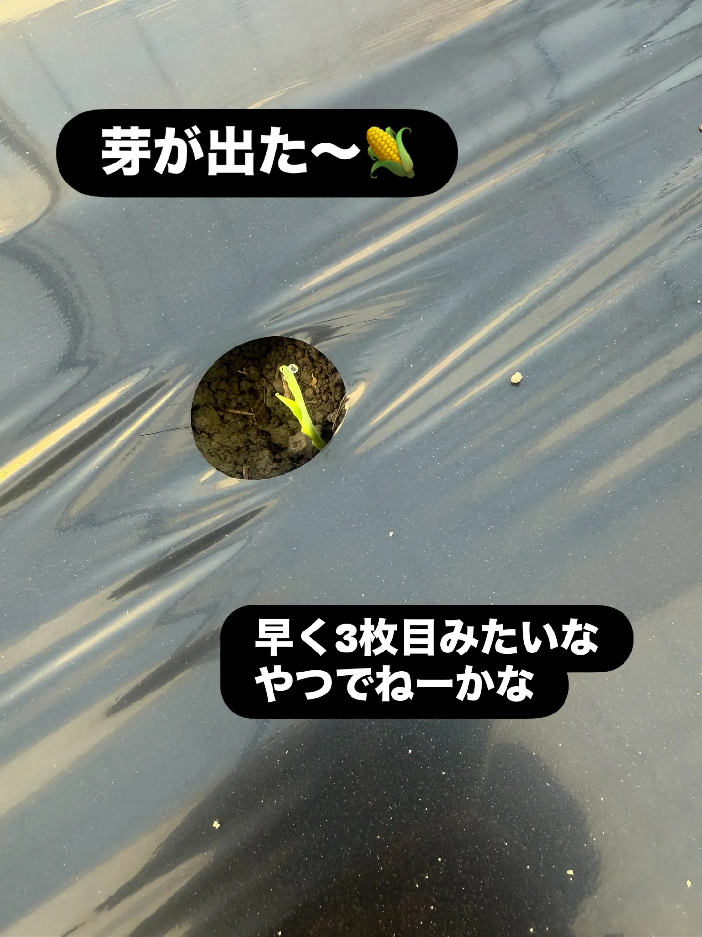 snow fairy〈白いとうもろこし〉の種が芽吹いてた🌽