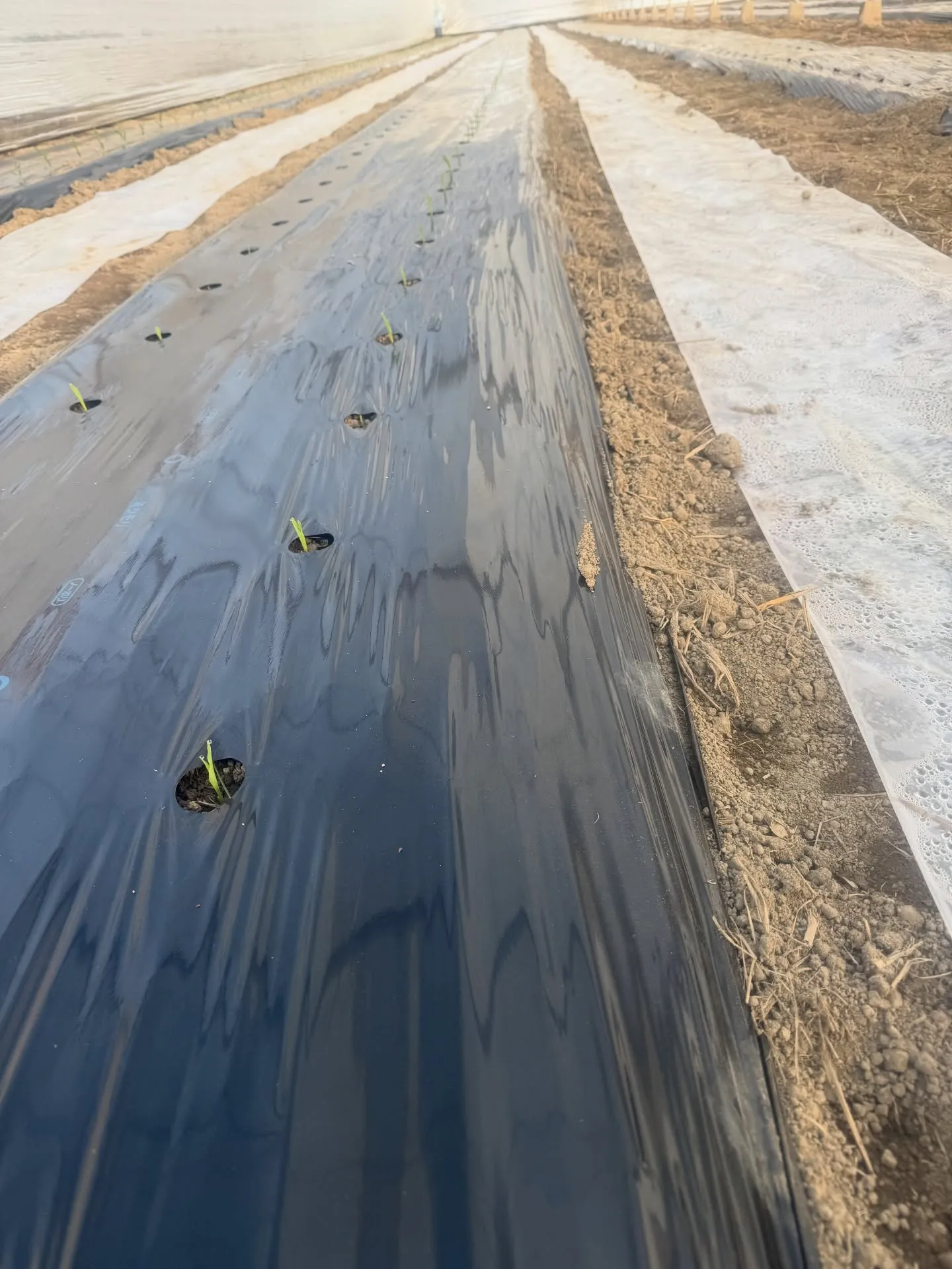 snow fairy〈白いとうもろこし〉の種が芽吹いてた🌽