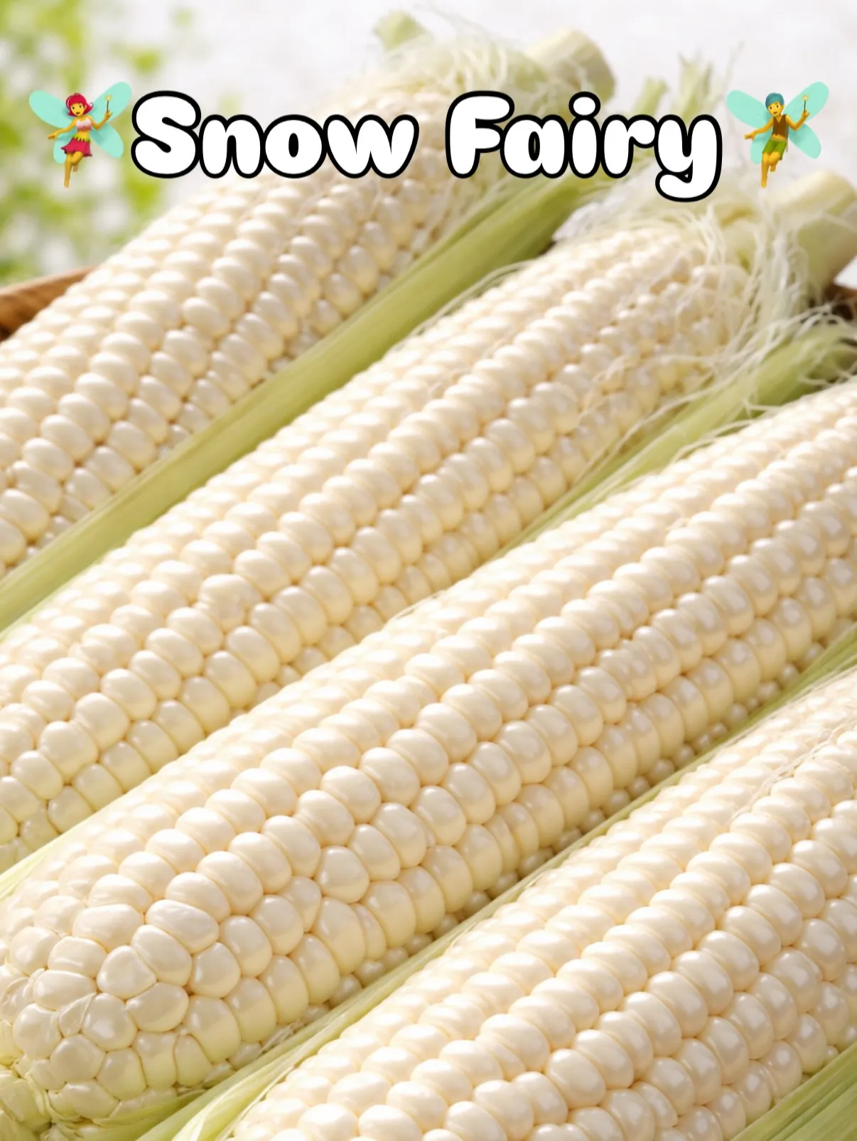 snow fairy〈白いとうもろこし〉の種が芽吹いてた🌽