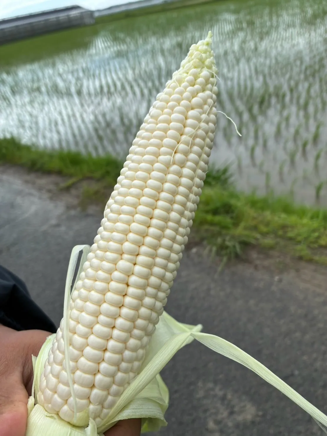 雪の妖精🌽✨
