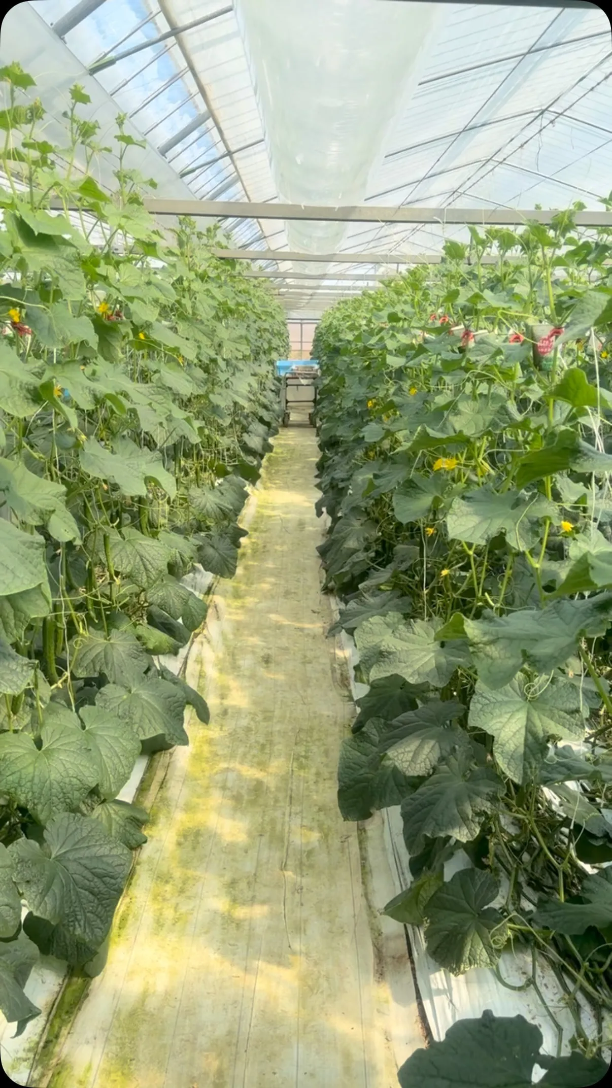 きゅうりの樹も人もボチボチ萎えてくる後半戦突入です。