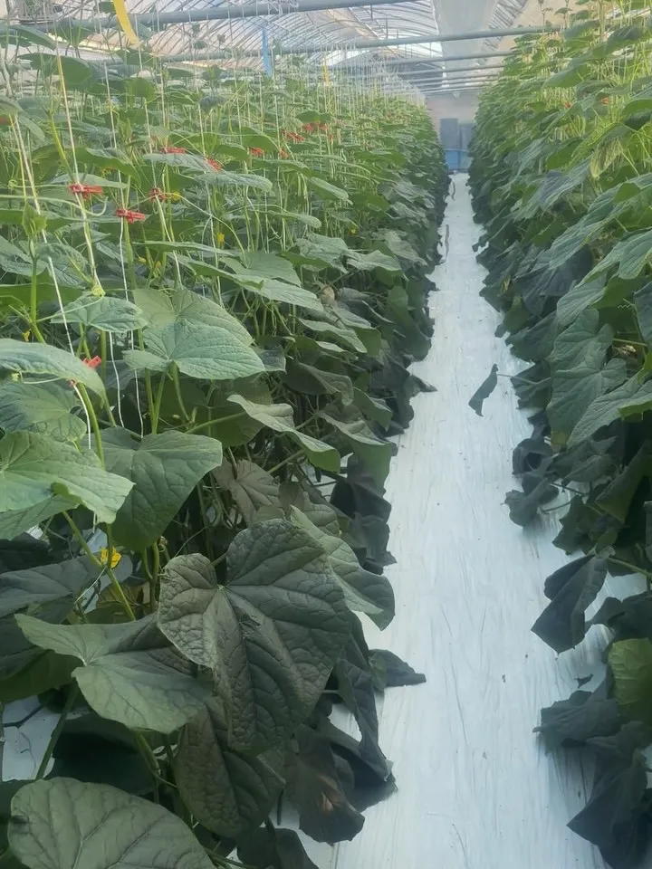 宮崎の温暖な気候で育てています(*^^*)どうもVIVA D...