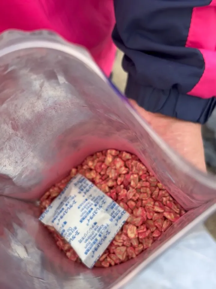 とうもろこしを植えました🌽